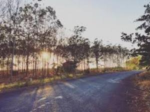 Cần bán lô đất 300 m2 100m thổ cư.