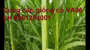 Chuyên cung cấp giống cỏ VA06, giống cỏ chăn nuôi, số lượng lớn, giá cực chuẩn, bao chất lượng