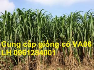 Chuyên cung cấp giống cỏ VA06, giống cỏ chăn nuôi, số lượng lớn, giá cực chuẩn, bao chất lượng