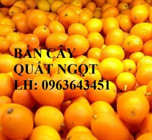 Cung cấp cây giống quất ngọt, cây giống tắc ngọt, cây quất ngọt đang có quả, chuẩn giống, giá tốt