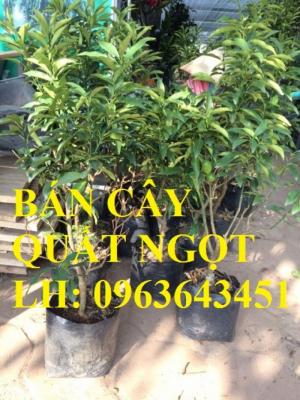 Cung cấp cây giống quất ngọt, cây giống tắc ngọt, cây quất ngọt đang có quả, chuẩn giống, giá tốt