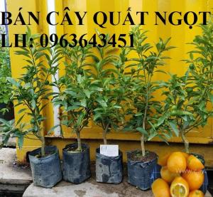 Cung cấp cây giống quất ngọt, cây giống tắc ngọt, cây quất ngọt đang có quả, chuẩn giống, giá tốt