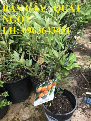 Cung cấp cây giống quất ngọt, cây giống tắc ngọt, cây quất ngọt đang có quả, chuẩn giống, giá tốt