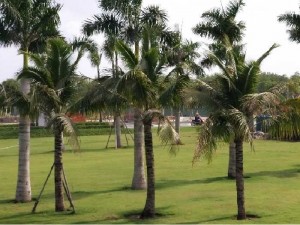 Cây dừa trang trí cảnh quan