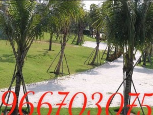 Cây dừa trang trí cảnh quan