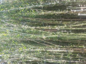 Cây giống tre mạnh tông, tầm vông