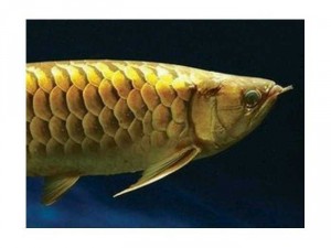 Cá rồng quá bối