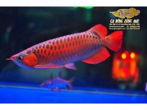 Cá Rồng Huyết Long
