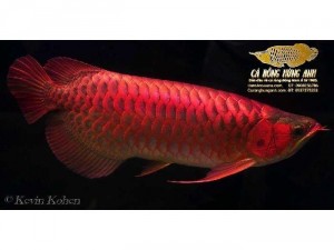 Cá Rồng Huyết Long