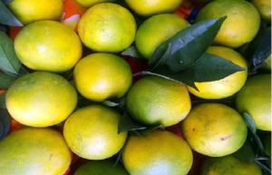 Những lưu ý khi trồng và chăm sóc cây cam vinh giống cây chất lượng nhất.