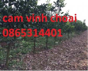 cam vinh choai