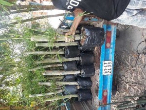 Giống tầm vông