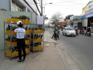 Thơm BAGAP đạt tiêu chuẩn xuất khẩu.