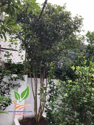 Cây nho thân gỗ đang được săn đón tại Việt Nam