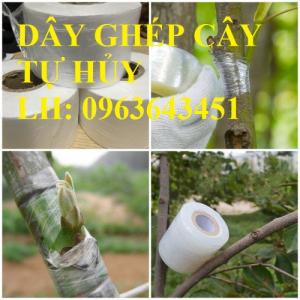 Cung cấp dây ghép cây tự hủy, băng ghép cành tự hủy, dây ghép cây chất lượng, uy tín, giá tốt