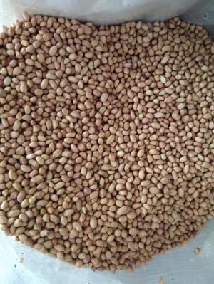 lạc nhân ấn độ giá rẻ