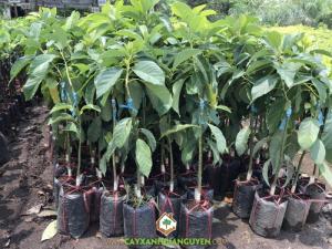Cây Bơ 034