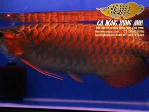 Cá Huyết Rồng