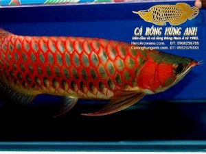 Cá Huyết Rồng