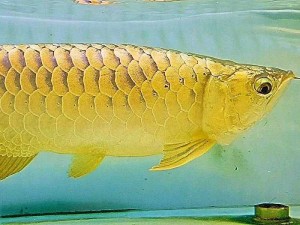 Cá Rồng Kim Long Quá Bối Đầu Vàng