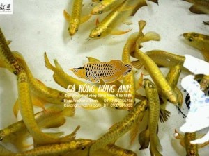 Cá Rồng Kim Long Quá Bối Đầu Vàng