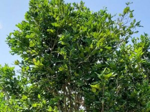 Cây nguyệt quế góc khủng