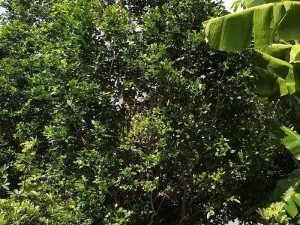Cây nguyệt quế góc khủng