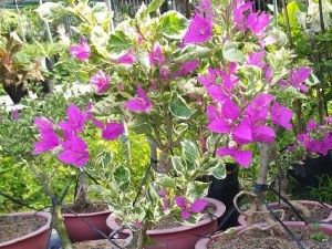 Bông giấy cẩm thạch