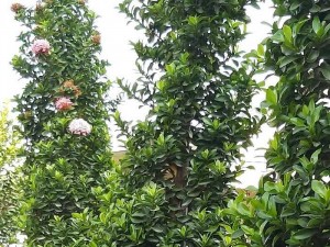 Cây trang vàng 1 cốt