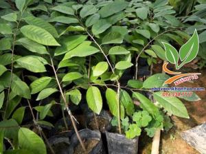 Cây Na Dứa Đài Loan - Na Đắt Tiền Trồng Được Ở Việt Nam