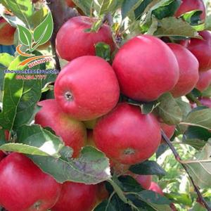 Siêu hot!! Cây táo lùn Mỹ ruột đỏ trồng được tại nhà.