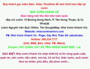 Cây nho thân gỗ–Cây cho quả có nhiều dinh dưỡng bậc nhất!