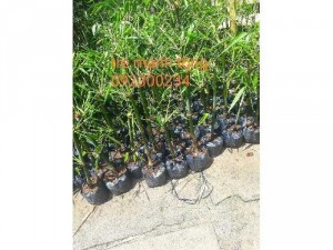 Giống tre mạnh tông, giống cây tầm vông