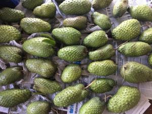 Đây là những trái mãng cầu nhà em hái trong vườn để làm mứt.