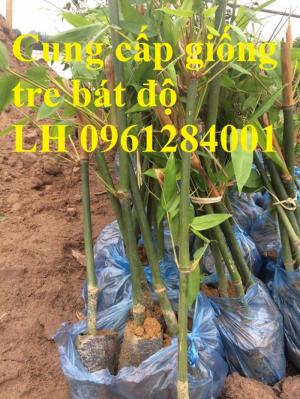 Tre bát độ, trồng tre bát độ cho nhiều măng, cây giống tre bát độ uy tín, chất lượng