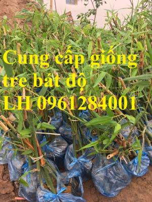 Tre bát độ, trồng tre bát độ cho nhiều măng, cây giống tre bát độ uy tín, chất lượng