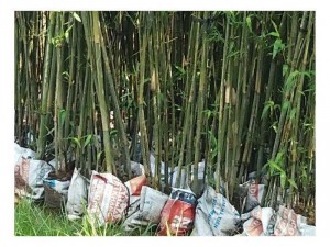 Trúc cần câu trúc cảnh