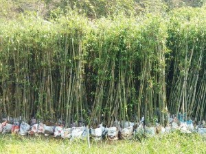Trúc cần câu trúc cảnh