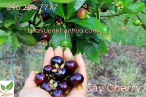 Cherry Brazil thích hợp với khí hậu Việt Nam