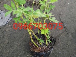 Cỏ đậu phộng cỏ lạc