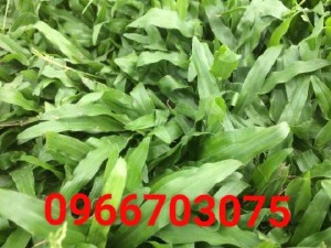 Cỏ đậu phộng cỏ lạc