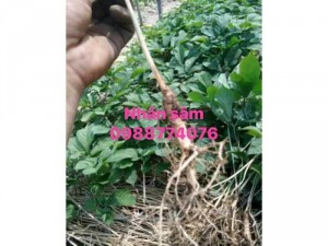 Hạt giống nhân sâm Hàn Quốc. Liên hệ 0988774076