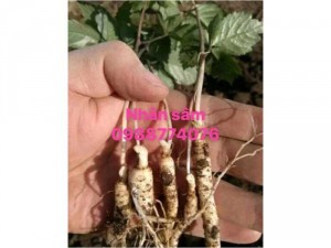Hạt giống nhân sâm Hàn Quốc. Liên hệ 0988774076