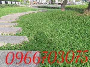 Cỏ lá tre cỏ lá Gừng