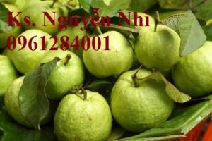 Bán cây giống ổi đông dư, ổi găng, ổi tứ quý, ổi tứ mùa, giống cây ổi, số lượng lớn, cam kết chất lượng