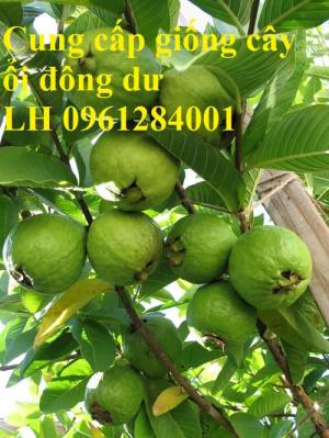 Bán cây giống ổi đông dư, ổi găng, ổi tứ quý, ổi tứ mùa, giống cây ổi, số lượng lớn, cam kết chất lượng