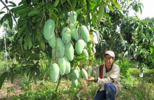 Cây giống Xoài Đài Loan- HVNN Việt Nam