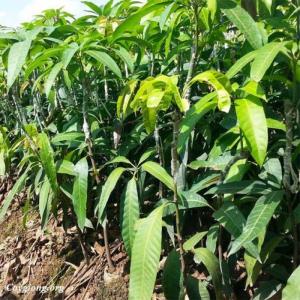 Cây giống Xoài Thái LAn - HVNN VN