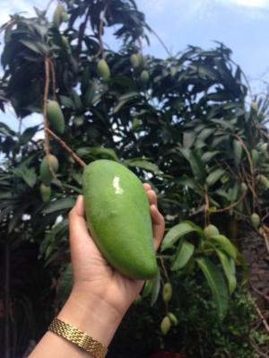 Cây giống Xoài Thái LAn - HVNN VN