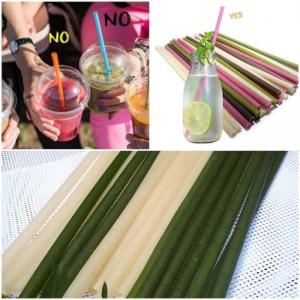 Ống hút gạo Ochao bảo vệ sức khỏe và môi trường 200 ống 2 bịch 1 kg Shop luôn có hàng sẵn bảo đảm